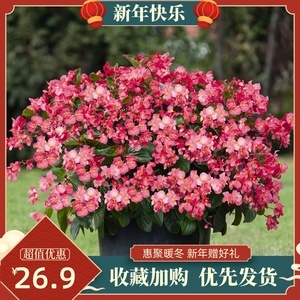 四季海棠苗 承載心意的理想禮品花卉